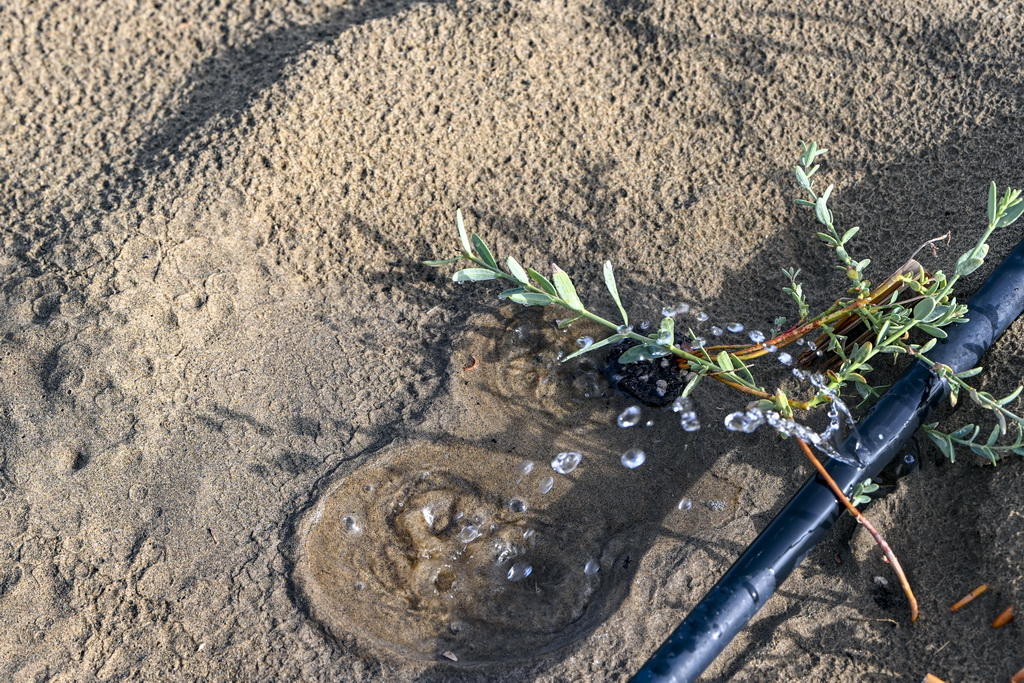 在新疆尉犁县境内的塔里木河南岸防沙治沙区拍摄的利用滴灌灌溉的罗布麻（9月20日摄）。新华社记者 陈朔 摄
