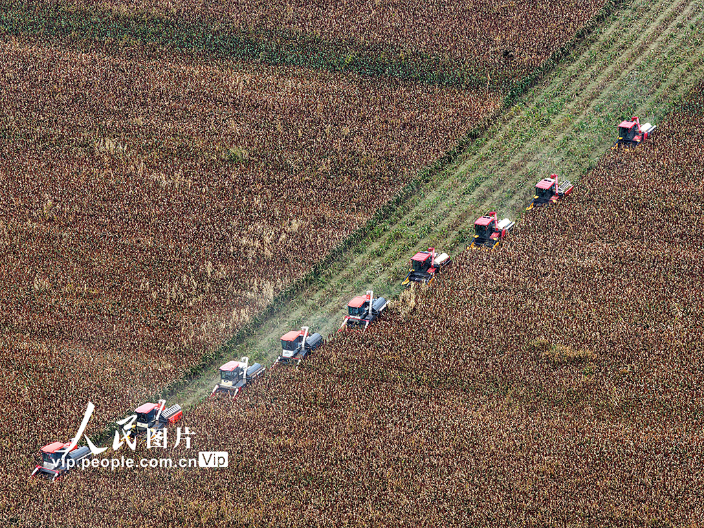 江苏金坛：高粱开镰收割【2】