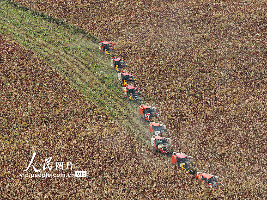 江苏金坛：高粱开镰收割【3】