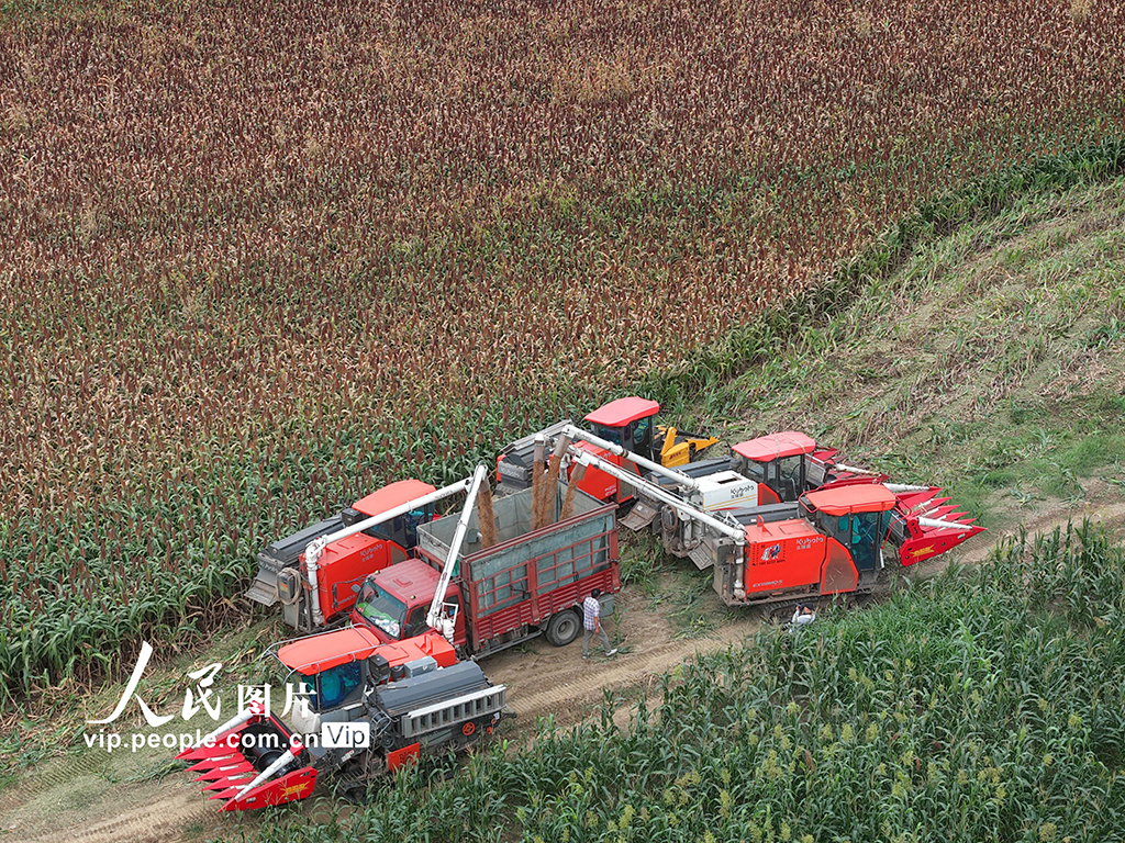 江苏金坛：高粱开镰收割【4】