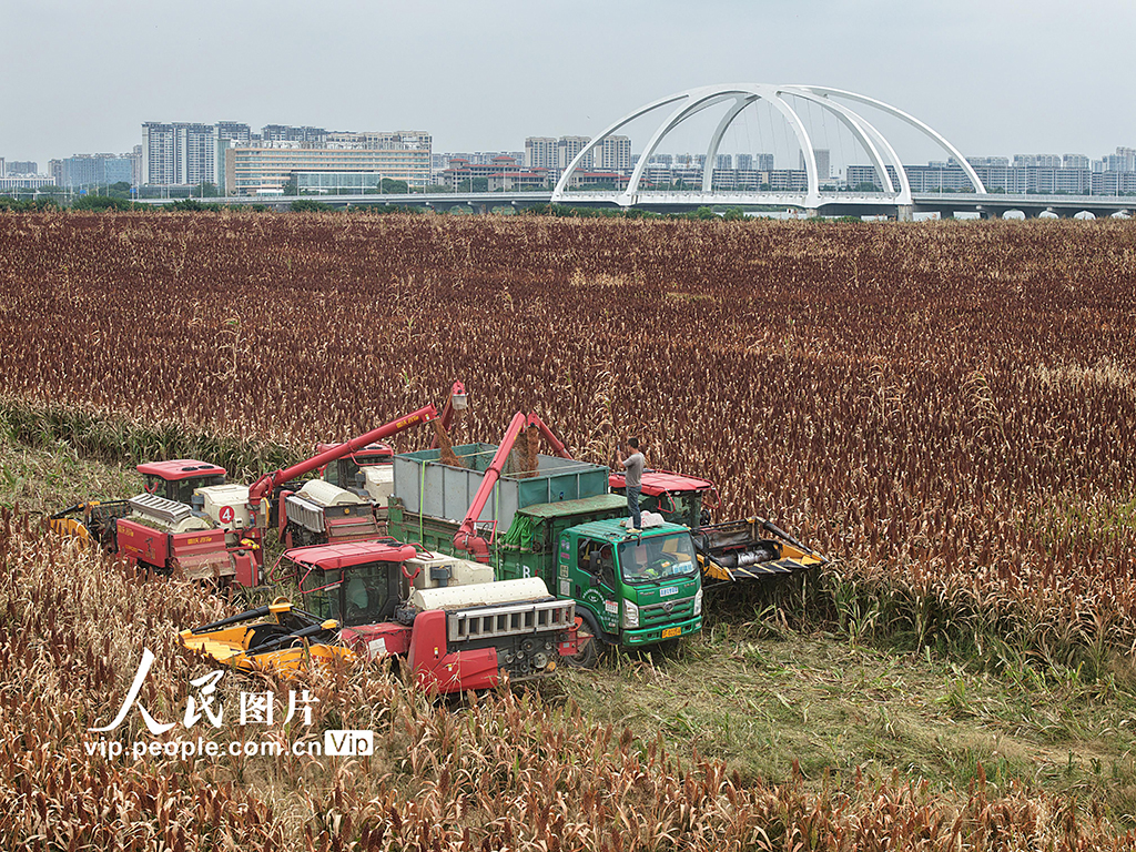江苏金坛：高粱开镰收割【5】