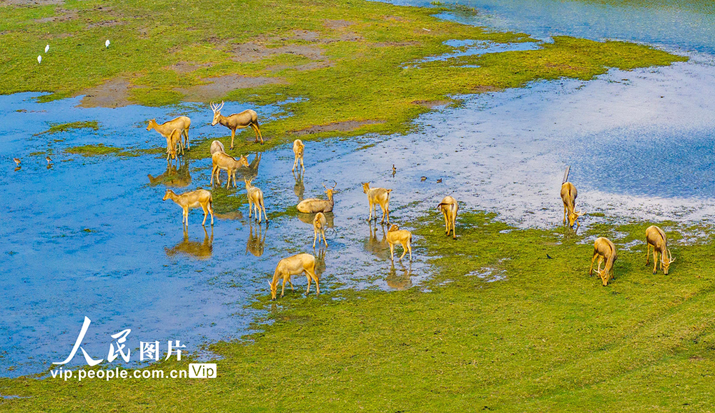 江苏盐城：生态好 麋鹿欢【2】