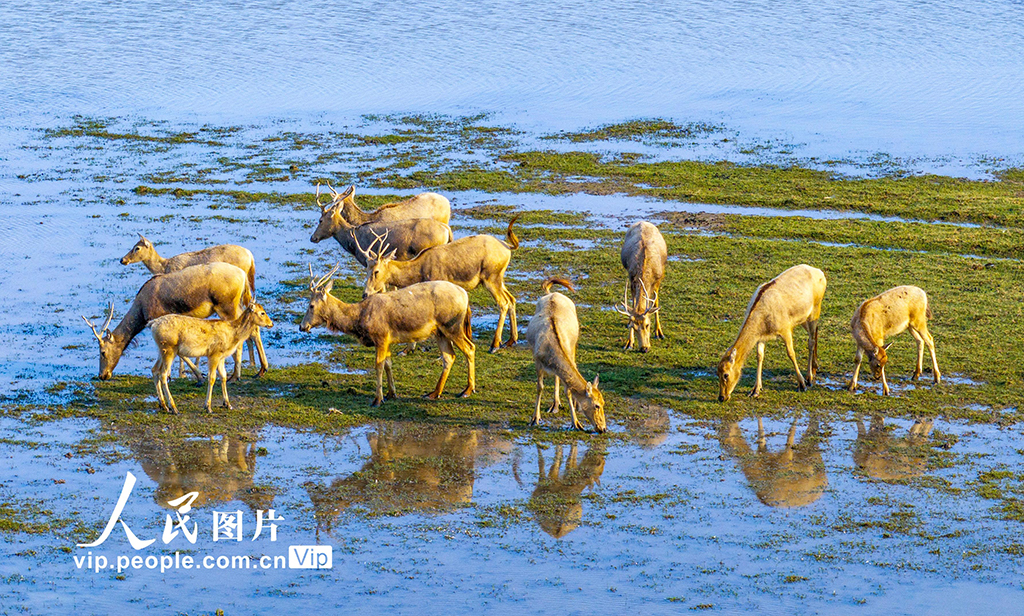 江苏盐城：生态好 麋鹿欢【3】