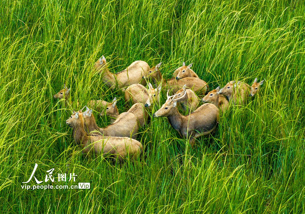 江苏盐城：生态好 麋鹿欢【4】