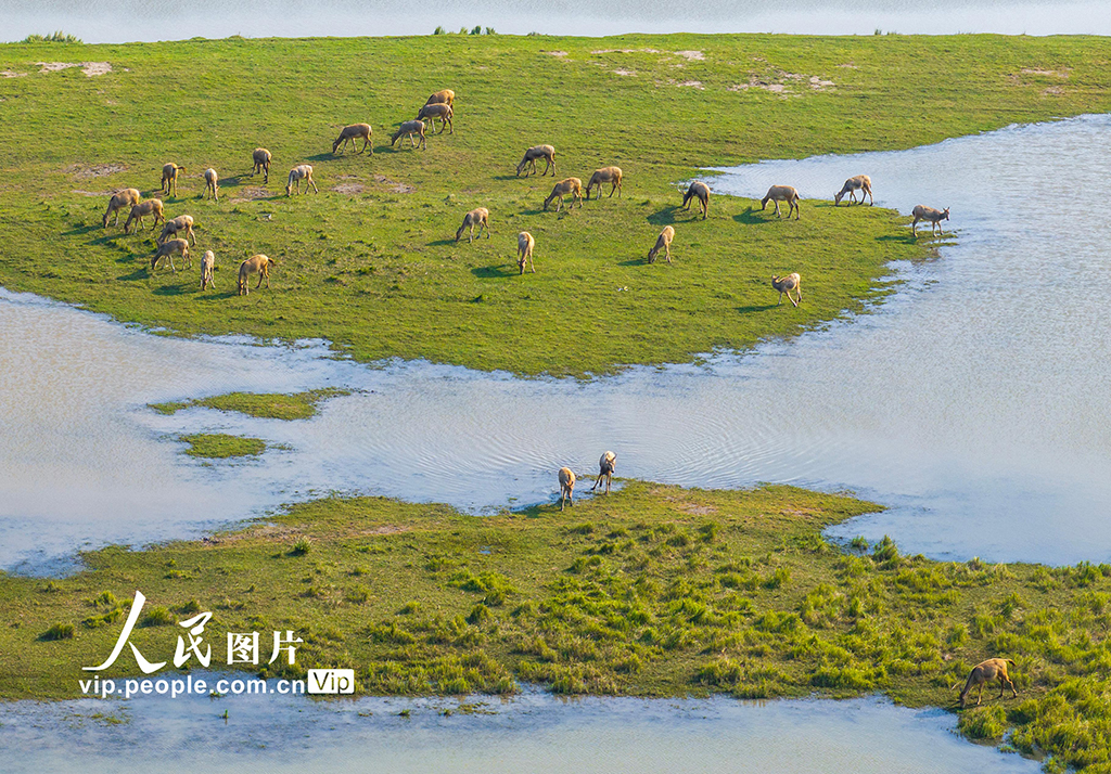 江苏盐城：生态好 麋鹿欢【6】