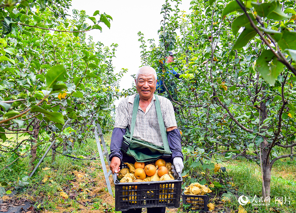 9月18日，正值秋月梨采收季，在雄安新区容城县南张镇，雄安高宇农业园的梨园喜获丰收。雄安高宇农业园有1160亩生态果园，种植种类包涵瓜果梨桃等共计90余种，梨园共有255.8亩，种植了十余种梨。据了解，此处平均每年能够带动1100余名周边老百姓就业，还曾带动当地450余名残疾人员就业创收，附近农村人口实现家门口就业。人民网记者 宋烨文摄