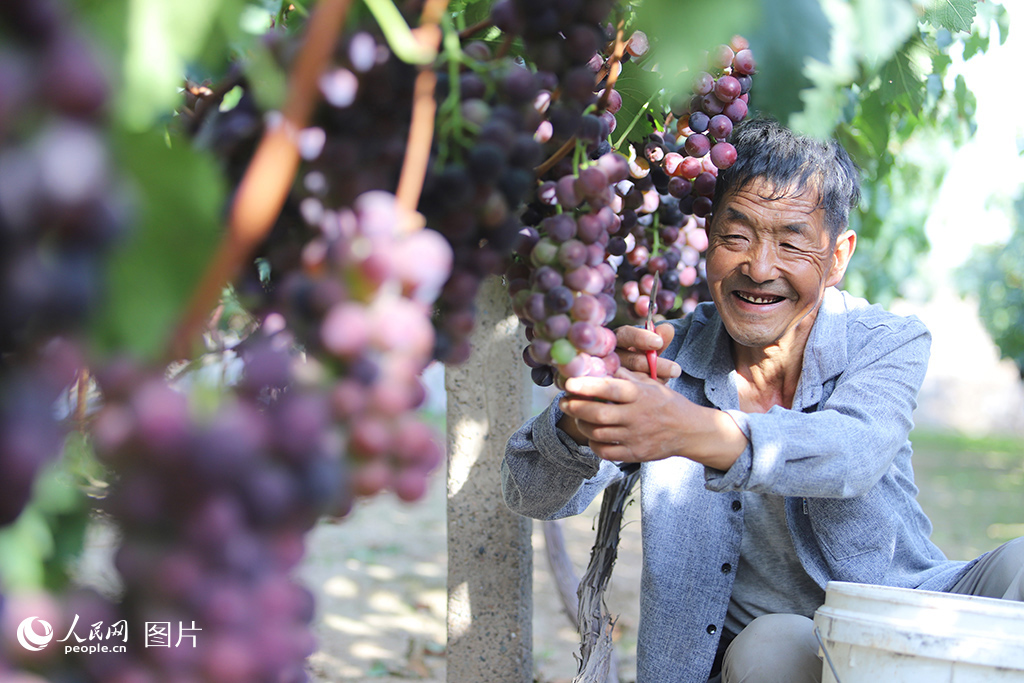 9月18日，甘肃省兰州市青石湾村喜迎丰收，果农正在为即将上市的葡萄忙碌着。人民网记者 米媛摄
