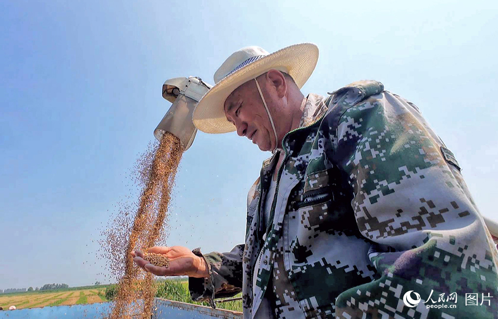 9月17日，宁夏银川市贺兰县兰丰村村民在收割小麦。人民网记者 阎梦婕摄