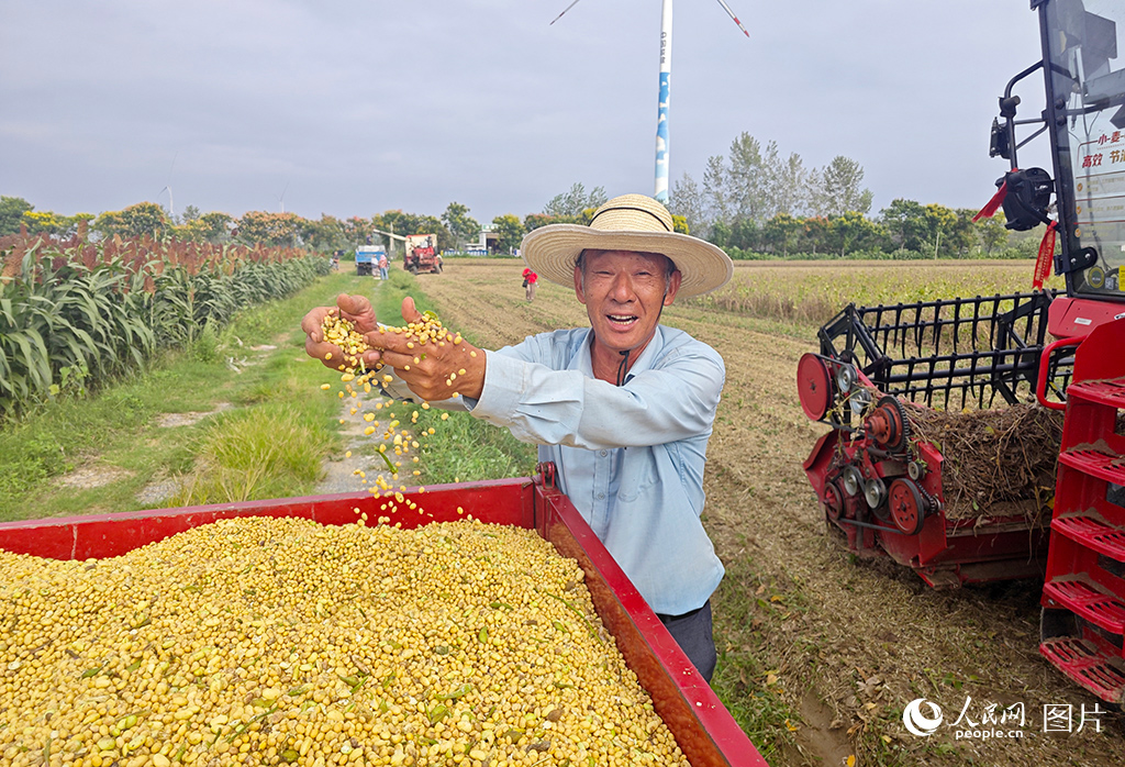 9月17日，湖北省天门市蒋场镇蒋场村村民贺和平满脸笑意地看着刚收获的大豆。人民网记者 张隽摄