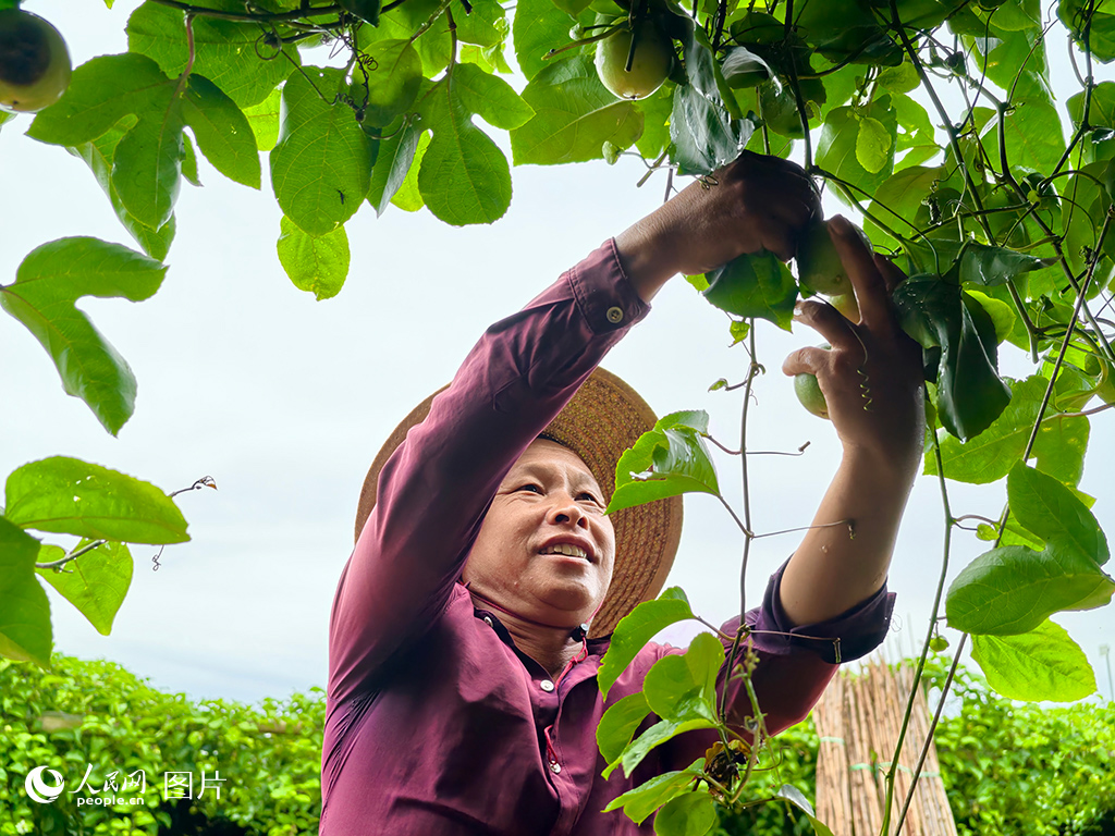 9月17日，海南省海口市东山镇，古绍刘正在采摘百香果。人民网 符泽民 摄