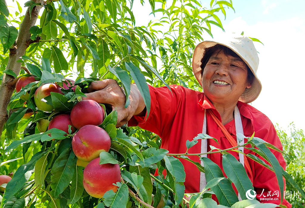 9月13日，河南省灵宝市故县镇冯家塬村村民正在采摘油桃。当地的千亩珍珠枣油桃今年喜获丰收，产量300万斤，产值可达680万元。人民网记者 王玉兴摄