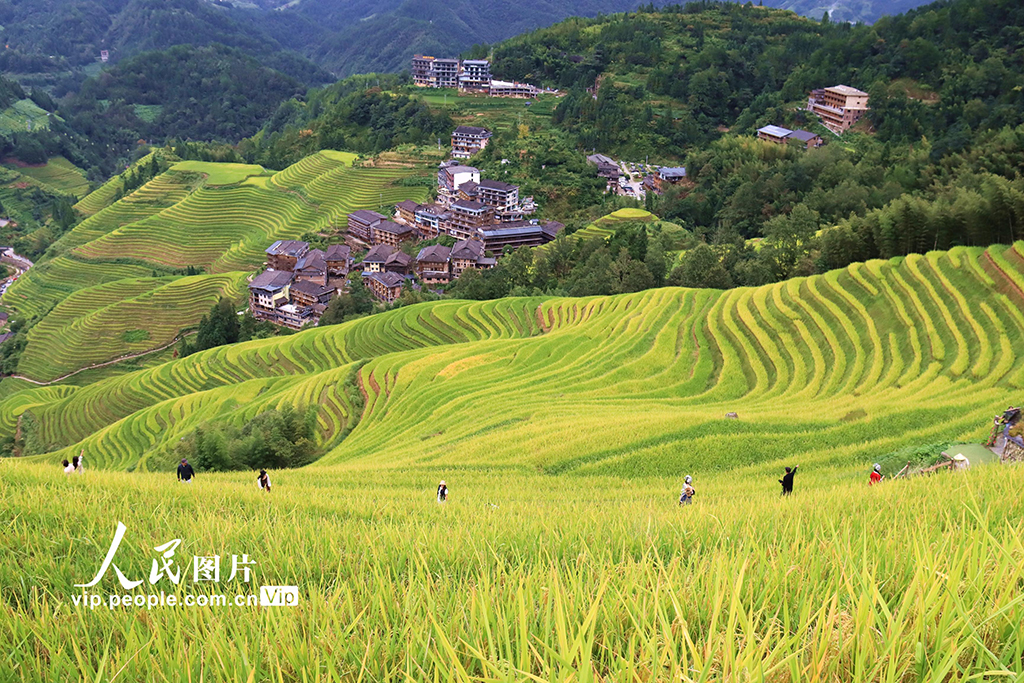 广西桂林：龙脊梯田 “丰”景如画【2】