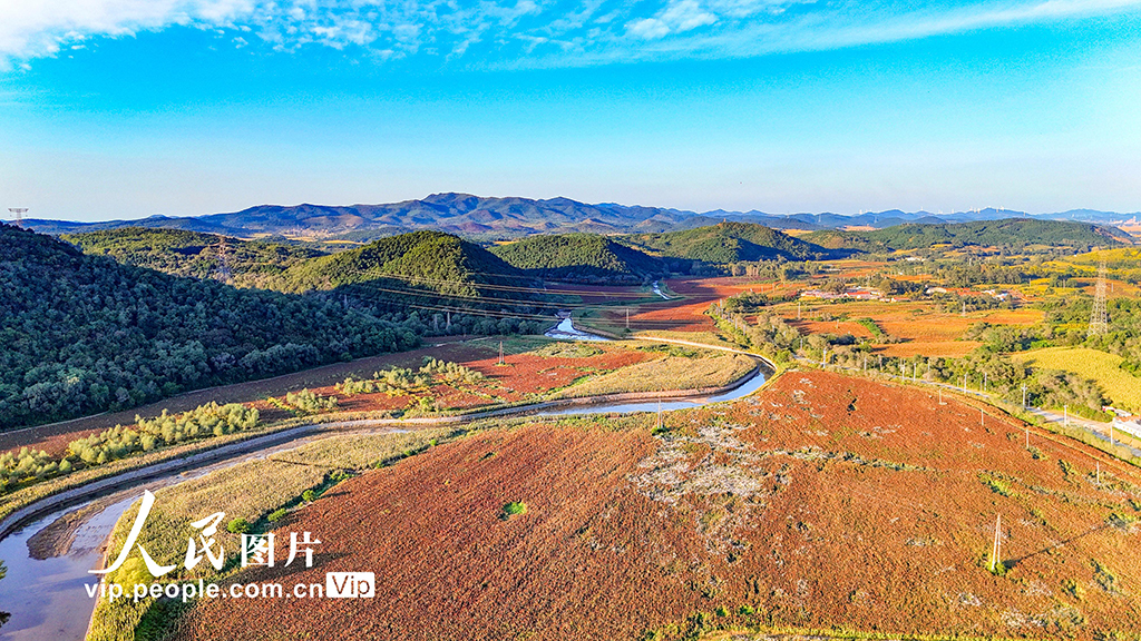 辽宁沈阳：高粱丰收在望【2】