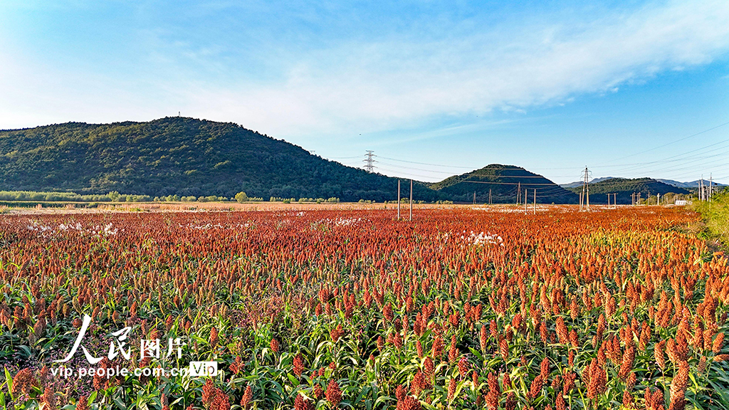 辽宁沈阳：高粱丰收在望【4】
