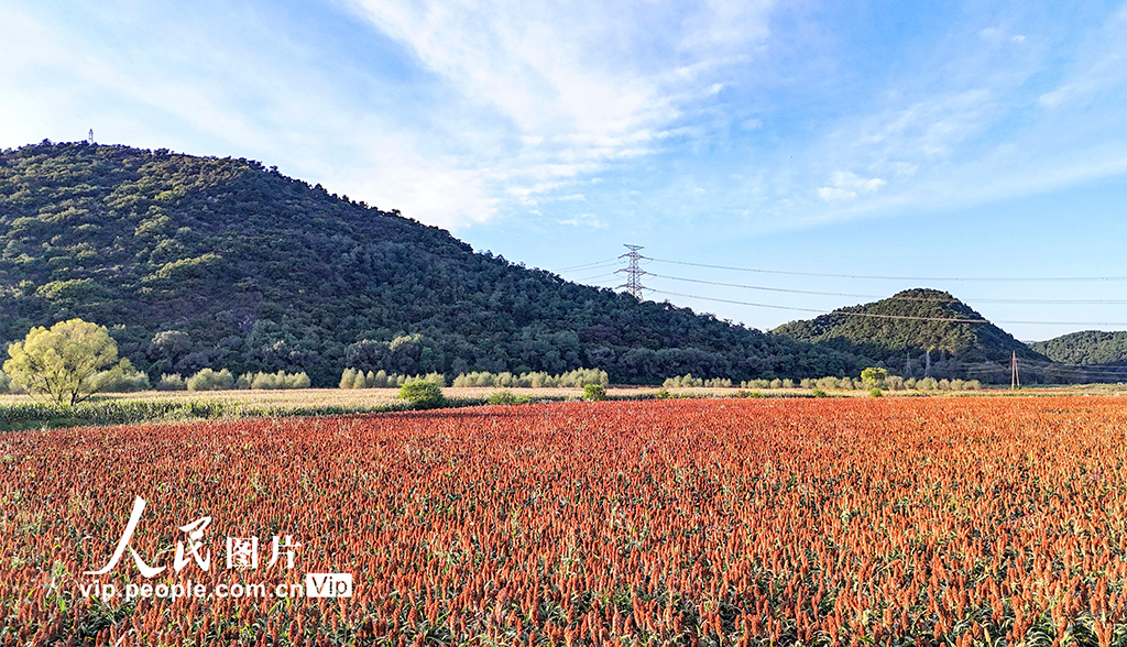 辽宁沈阳：高粱丰收在望【5】