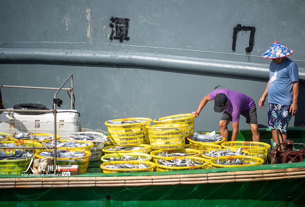 海南琼海：南海归来鱼满舱【3】