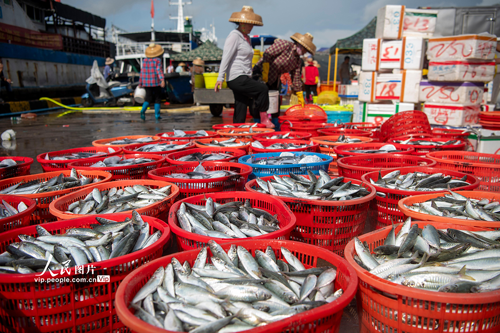 海南琼海：南海归来鱼满舱【2】