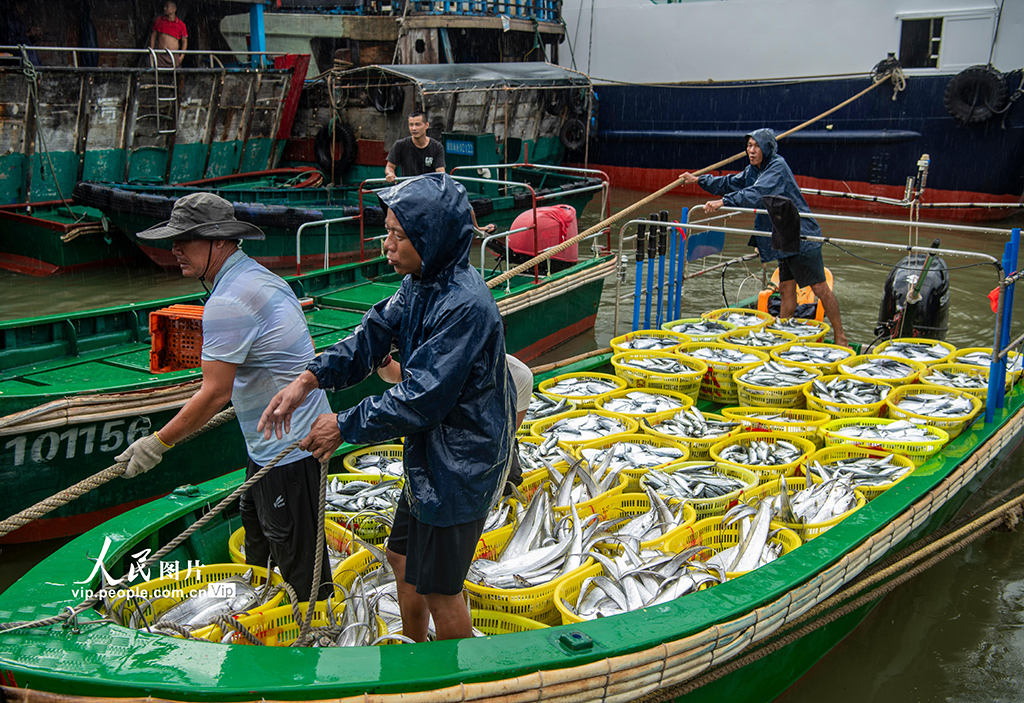 海南琼海：南海归来鱼满舱【5】