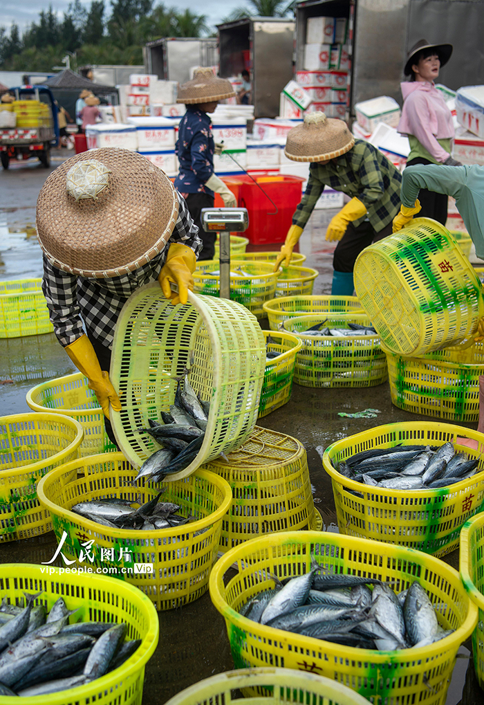 海南琼海：南海归来鱼满舱【6】