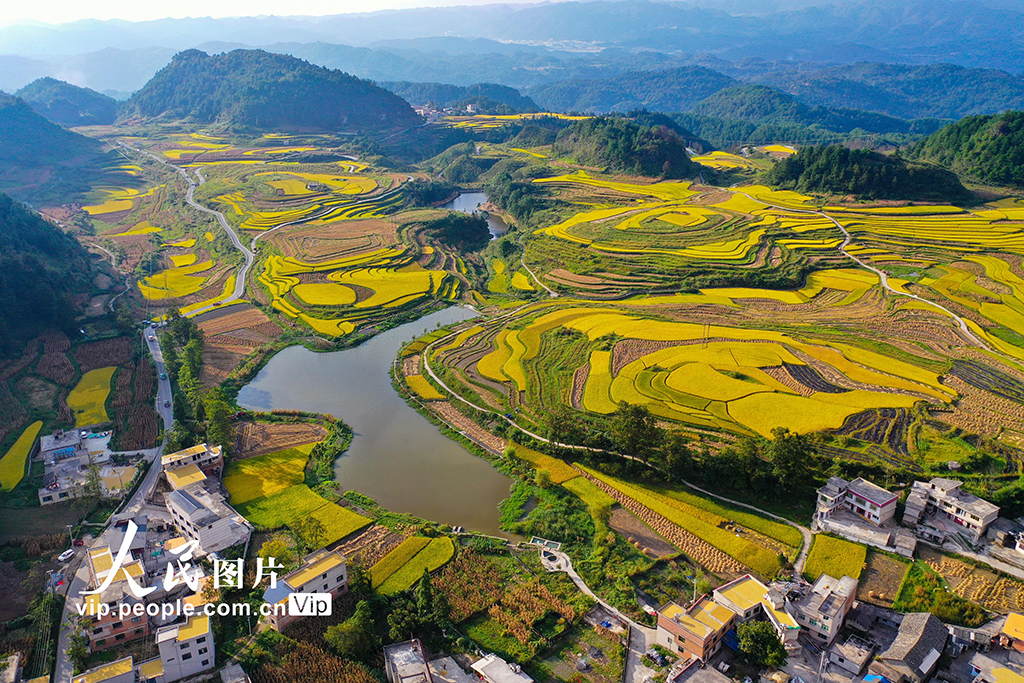 贵州龙里：梯田“鎏金” 【3】