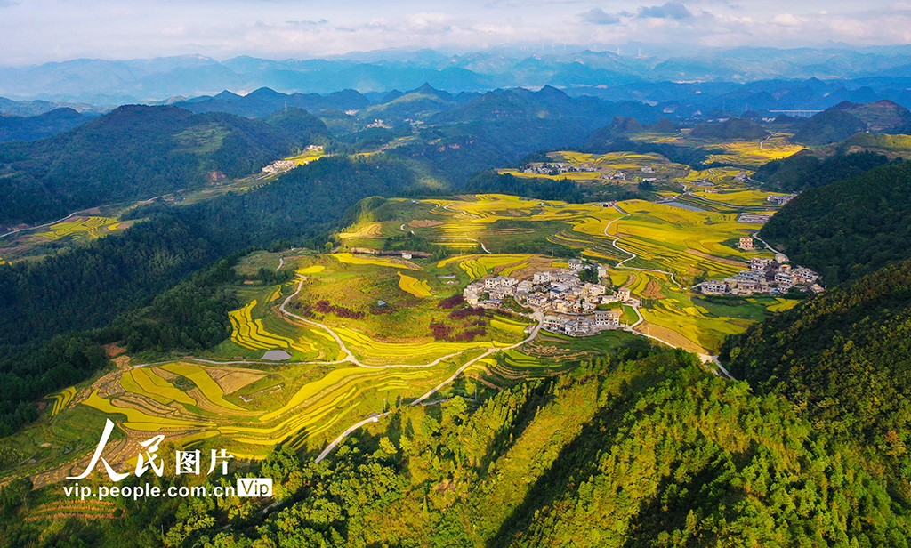 贵州龙里：梯田“鎏金” 【4】