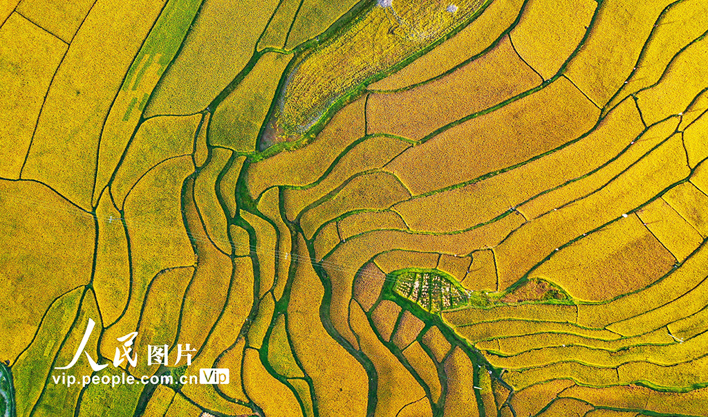 贵州龙里：梯田“鎏金” 【5】