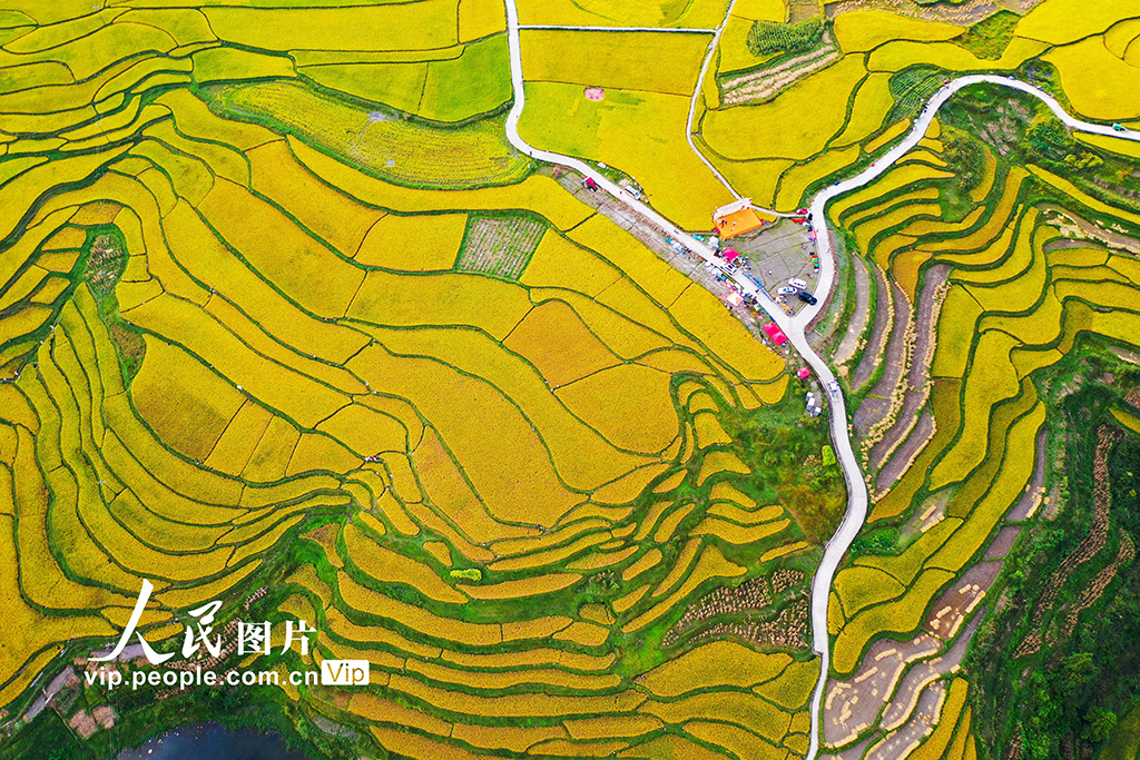贵州龙里：梯田“鎏金” 【6】