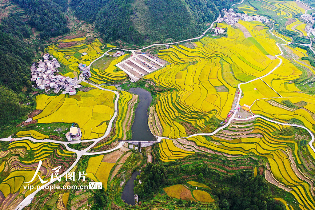 贵州龙里：梯田“鎏金” 【7】