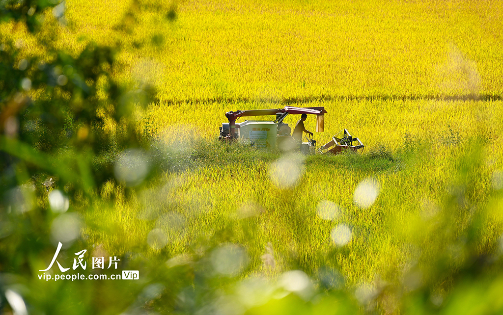 贵州龙里：梯田“鎏金” 【9】