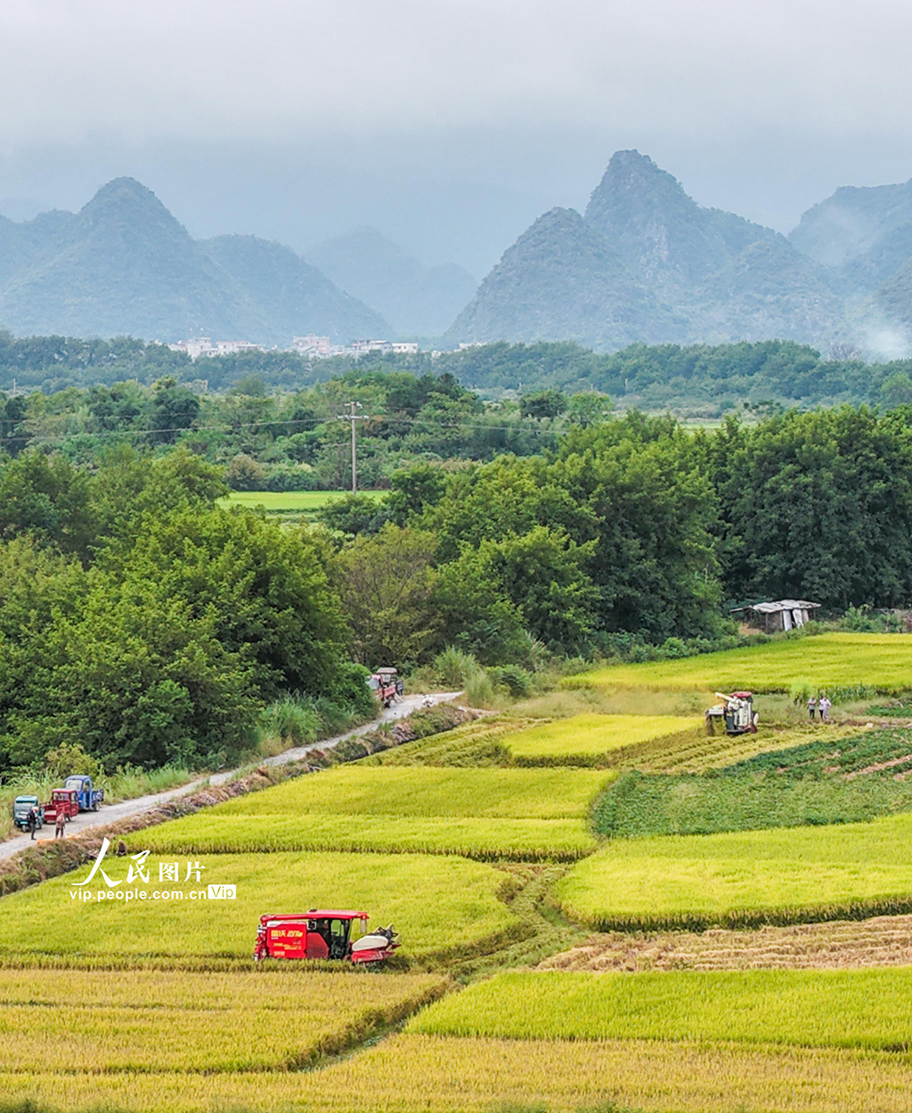 湖南道县：秋收忙【4】