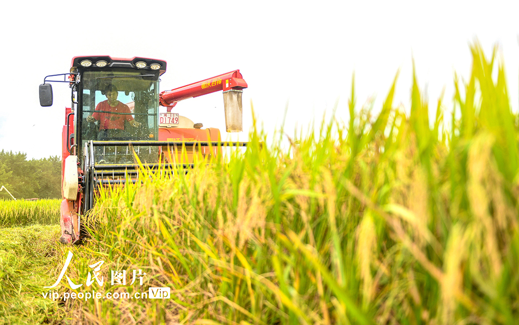 湖南道县：秋收忙【5】