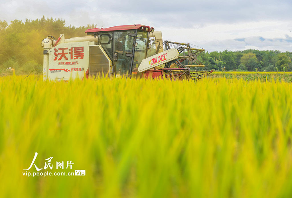 湖南道县：秋收忙【3】