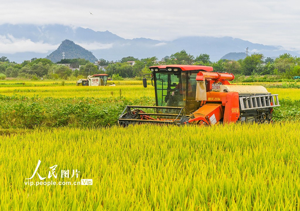 湖南道县：秋收忙【2】