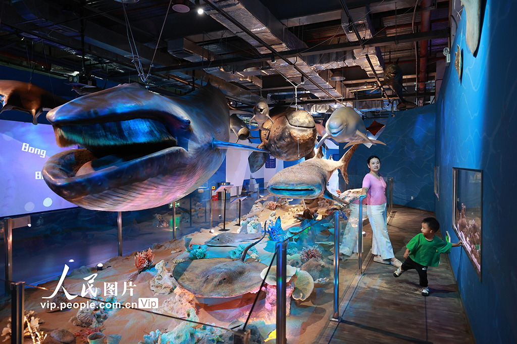 2025年9月7日，小朋友在家长的陪同下观看《大鲸家族》展品。展馆内，作为厦门科技馆2025年度特展，《大鲸家族》展览为观众开启一场沉浸式深海探秘之旅，在“海洋”中探寻大鲸的奥秘。其中，现场展出的体长超10米的成年角岛鲸标本，作为本次展览的核心亮点之一，是全球首次公开亮相的珍贵展品。丰晓飞摄（人民图片网）