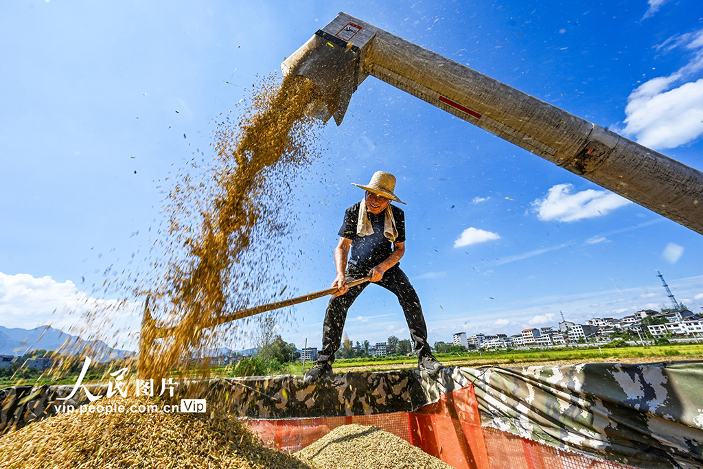 湖北英山：秋分时节好“丰”景【6】
