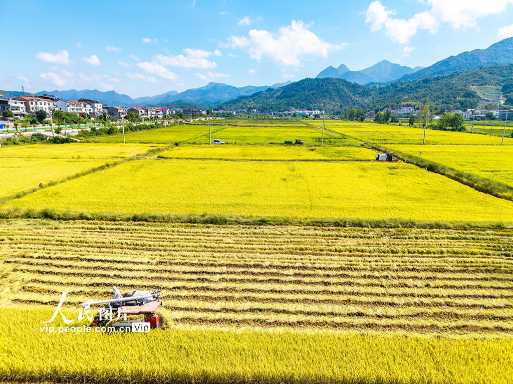 湖北英山：秋分时节好“丰”景【3】