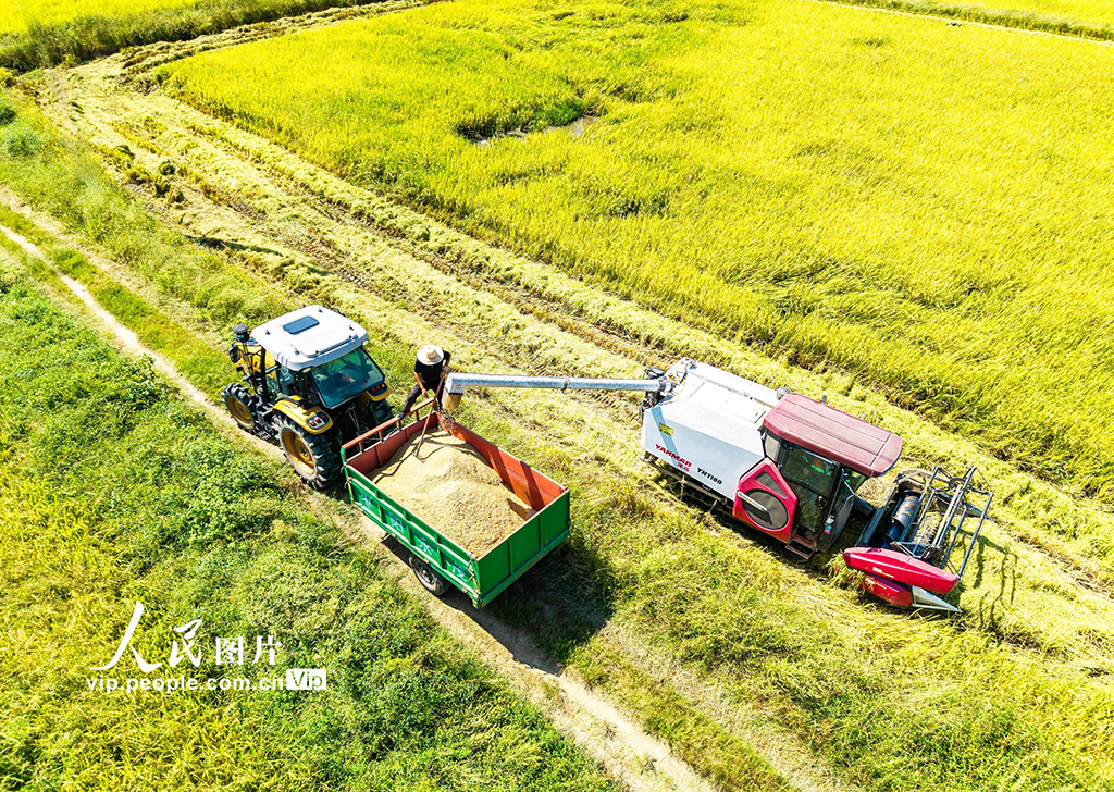 湖北英山：秋分时节好“丰”景【2】