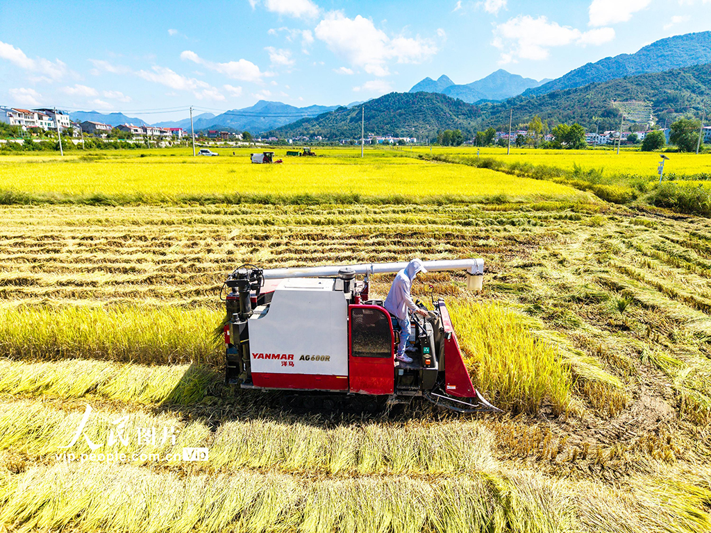 湖北英山：秋分时节好“丰”景【5】