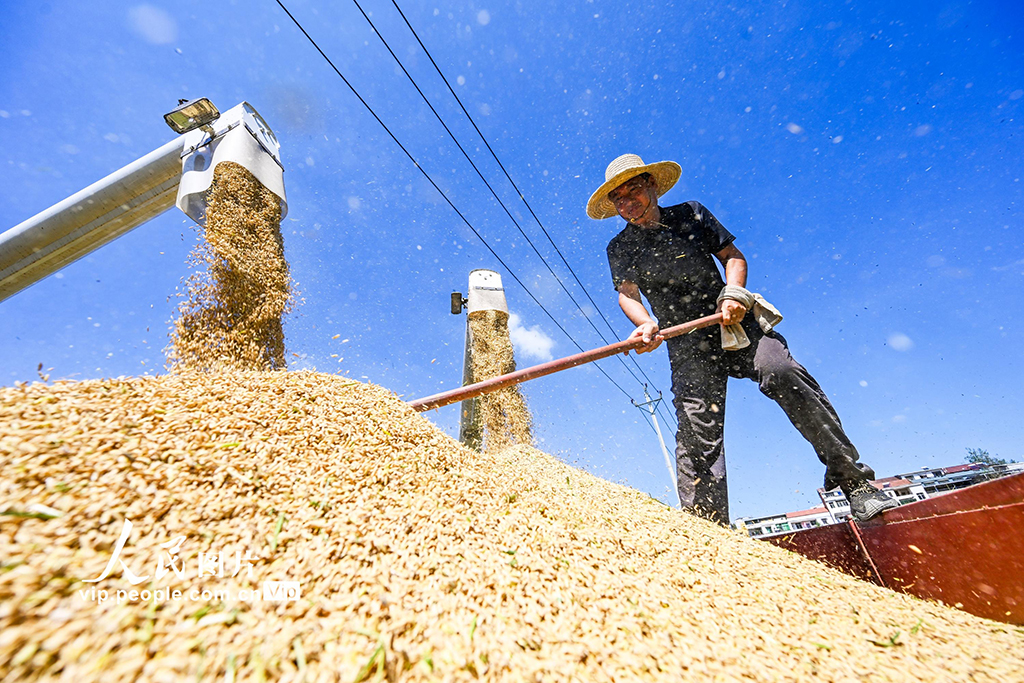 湖北英山：秋分时节好“丰”景【8】