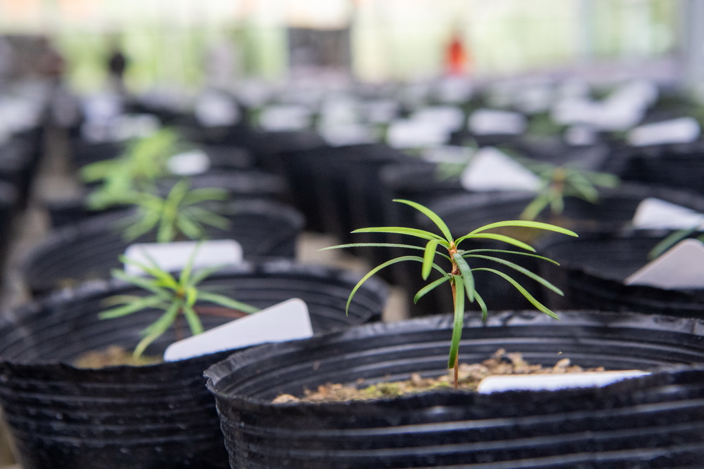 这是9月22日拍摄的人工繁育的银杉幼苗。