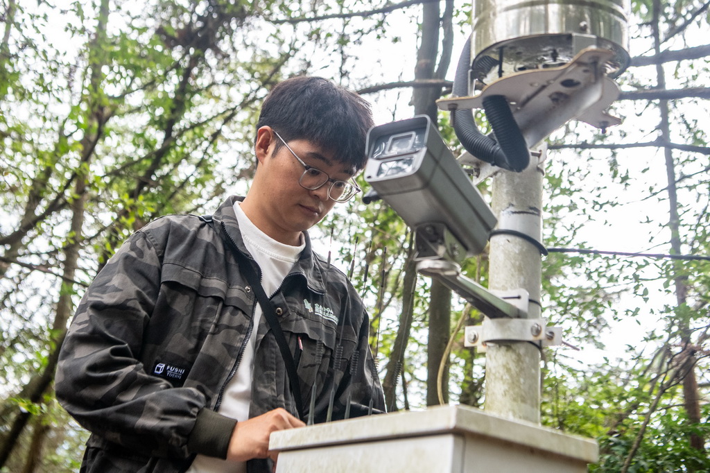 9月22日，在银杉群落监测样地，工作人员李新在检查调试监测系统。