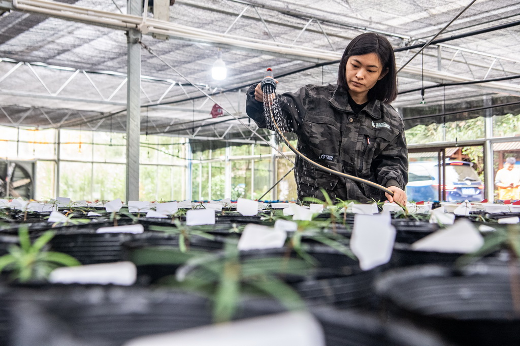 9月22日，在金佛山珍稀植物园，工作人员王泳鳗在为人工繁育的银杉幼苗浇水。