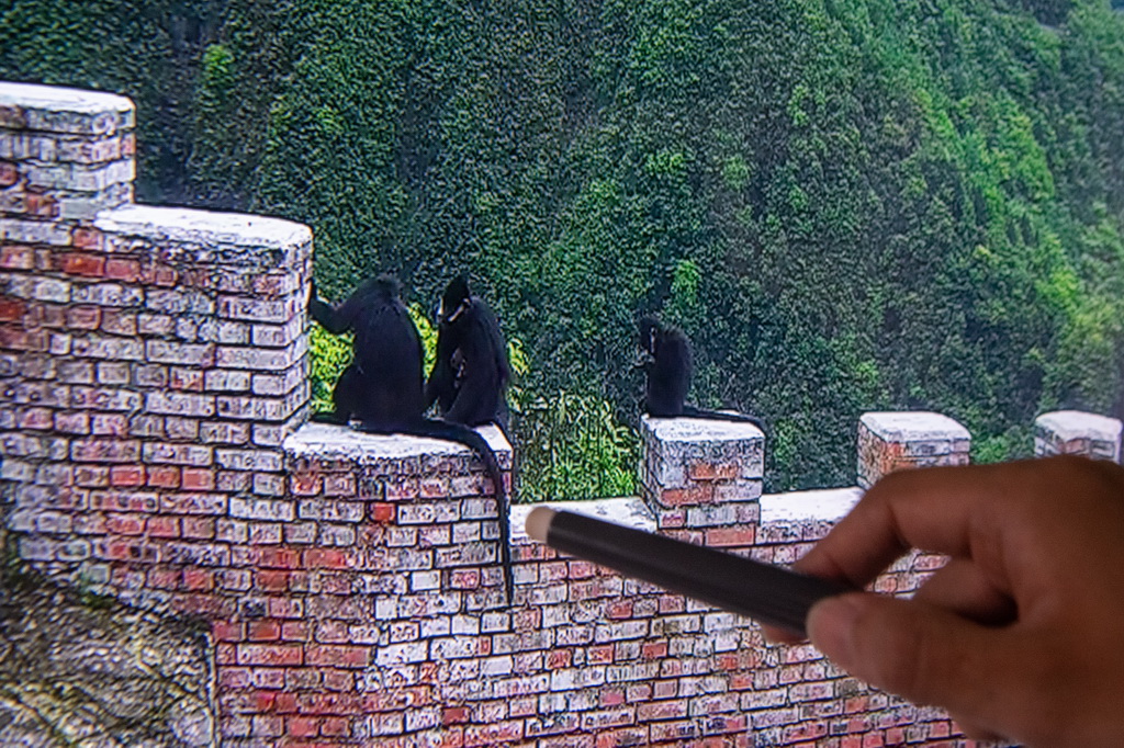 9月23日，在重庆金佛山国家级自然保护区管理事务中心，工作人员李新在通过远程视频监控观测黑叶猴的重点活动区域。