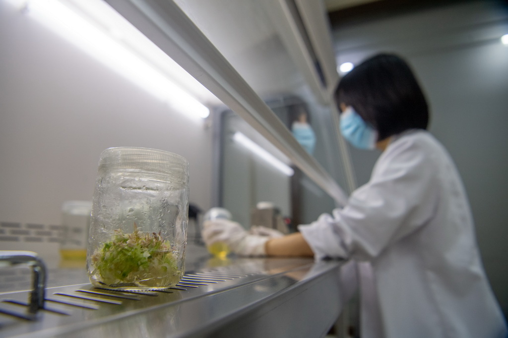 9月23日，在重庆金佛山国家级自然保护区管理事务中心，工作人员韦冠吾在实验室进行植物繁育实验。