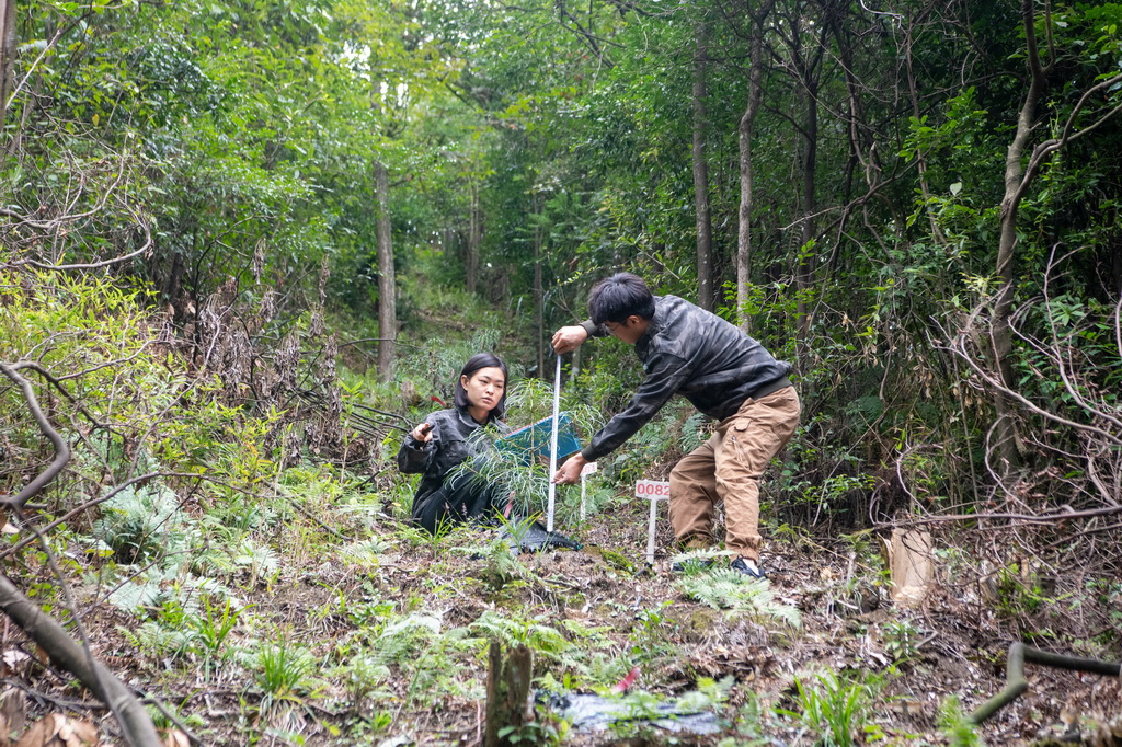 9月22日，在银杉幼苗野外回归地，李新（右）、王泳鳗在测量记录银杉幼苗生长情况。