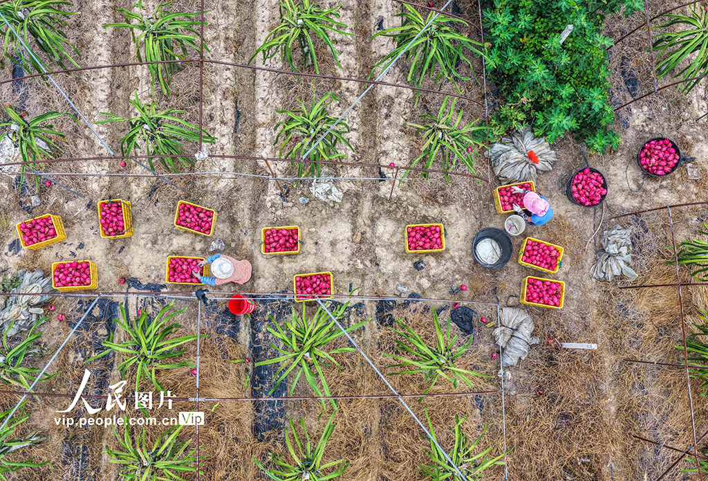 湖南道县：特色种植助农增收【2】