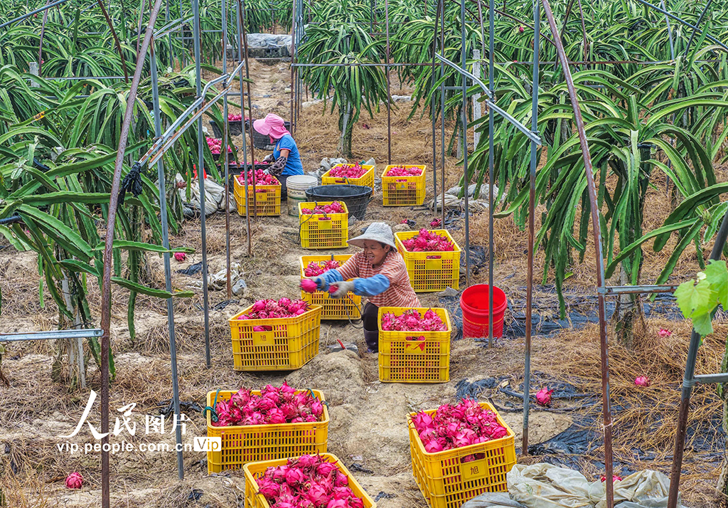 湖南道县：特色种植助农增收【3】