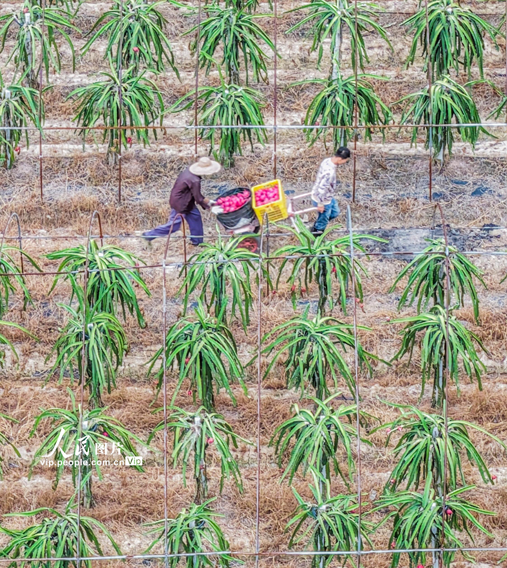 湖南道县：特色种植助农增收【4】