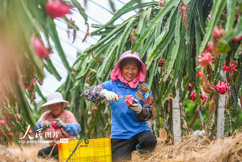 湖南道县：特色种植助农增收【5】