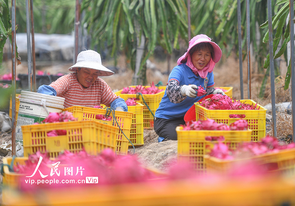 湖南道县：特色种植助农增收【7】